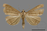 ǦW:Simplicia sp.