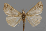 ǦW:Hypena trigonalis