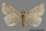 ǦW:Bertula hadenalis persimilis