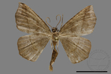 ǦW:Ennominae sp.