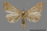 ǦW:Hipoepa biasalis