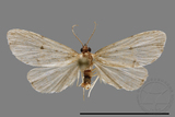 ǦW:Lithosiinae sp.