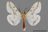 ǦW:Lemyra rhodophilodes