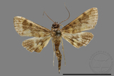 ǦW:Crambidae sp.