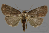 ǦW:Noctuidae sp.