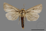 ǦW:Sesamia sp.