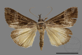 ǦW:Hypena trigonalis