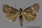 ǦW:Noctuidae sp.