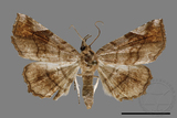 ǦW:Pangrapta sp.