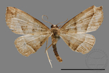 ǦW:Herminiinae sp.