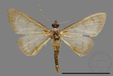 ǦW:Crambidae sp.