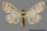 ǦW:Crambidae sp.