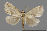 ǦW:Noctuidae sp.