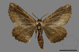 ǦW:Menophra anaplagiata