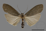 ǦW:Eilema pulverea