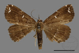 ǦW:Adrapsa simplex