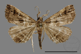 ǦW:Bertula abjudicalis