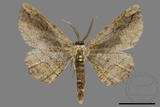 ǦW:Menophra anaplagiata