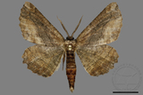 ǦW:Menophra anaplagiata