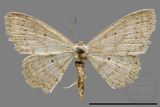 ǦW:Scopula sp.