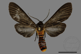 ǦW:Amsactoides solitarius