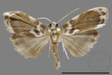 ǦW:Parasiccia limbata