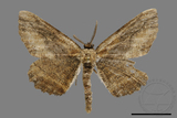 ǦW:Menophra anaplagiata