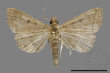 ǦW:Simplicia sp.