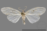 ǦW:Lithosiinae sp.