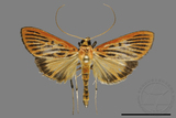 ǦW:Crambidae sp.