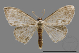 ǦW:Scopula sp.