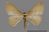 ǦW:Scopula sp.