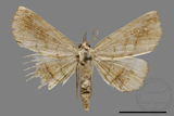 ǦW:Eutrogia morosa