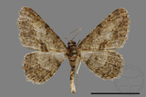 ǦW:Psilalcis pulveraria