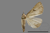 ǦW:Noctuidae sp.