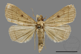 ǦW:Simplicia sp.