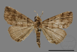 ǦW:Bertula hadenalis persimilis