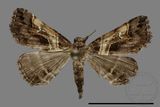 ǦW:Bertula abjudicalis