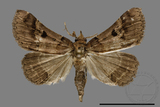 ǦW:Bertula sp.