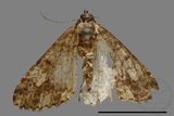 ǦW:Alcis taiwanovariegata