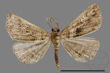 ǦW:Bertula abjudicalis