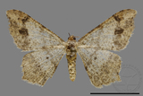 ǦW:Macaria abydata