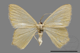 ǦW:Geometrinae sp.