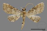 ǦW:Crambidae sp.