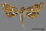 ǦW:Paracymoriza cataclystalis