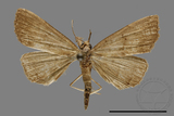 ǦW:Hipoepa biasalis