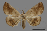 ǦW:Pangrapta sp.