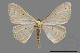 ǦW:Scopula sp.