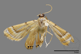 ǦW:Crambidae sp.