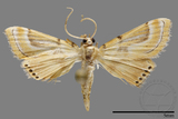 ǦW:Crambidae sp.